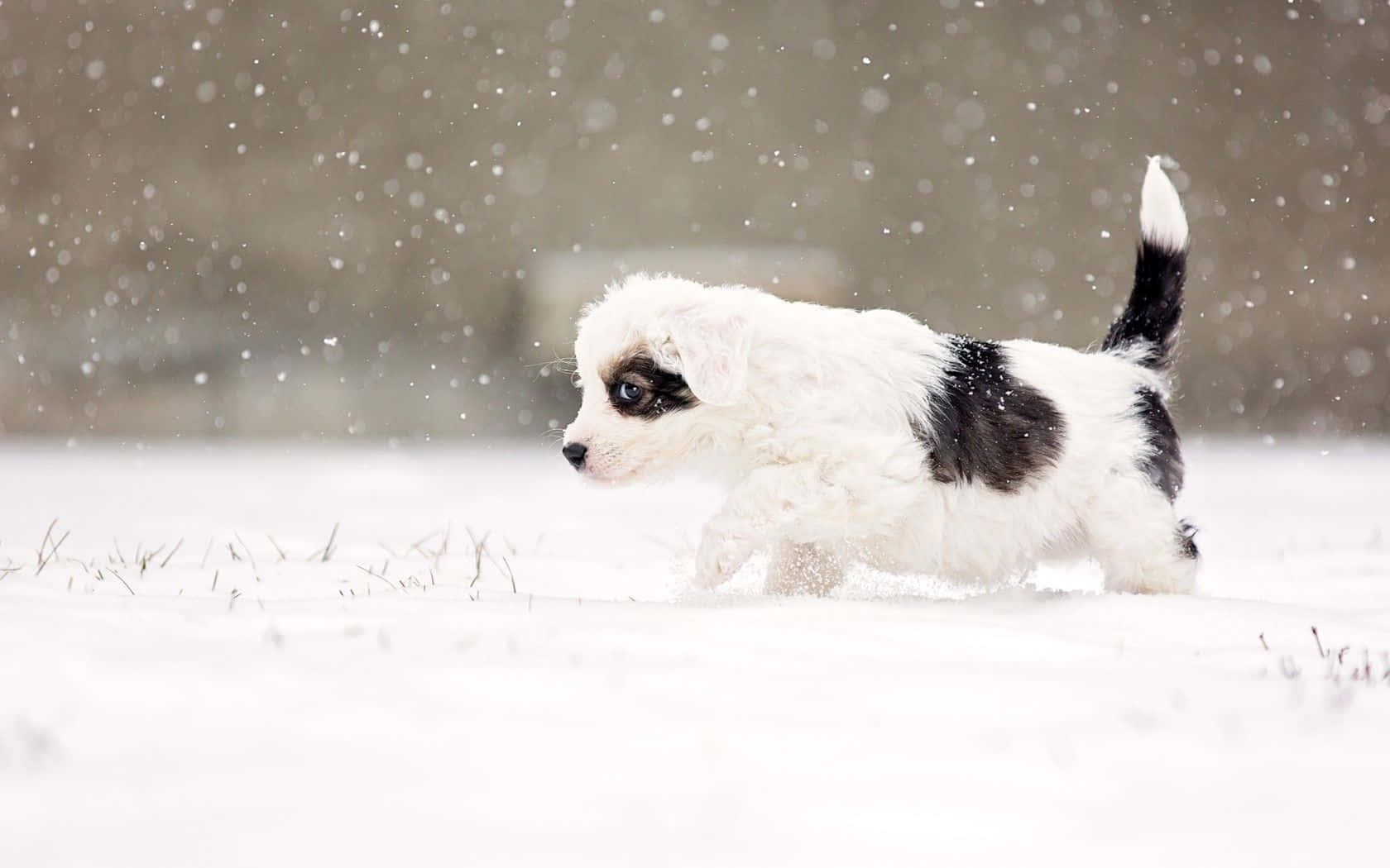 Winter Hond wat Stapelwandel Muurpapier