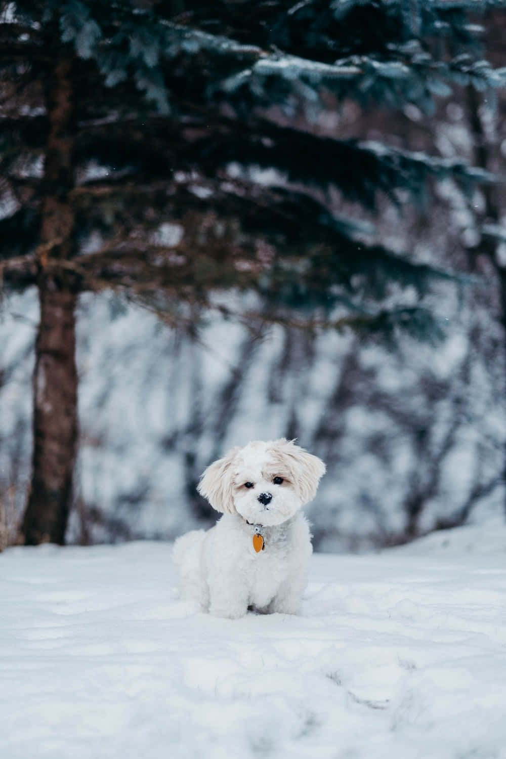 Winter Shih Tzu Hond Muurpapier