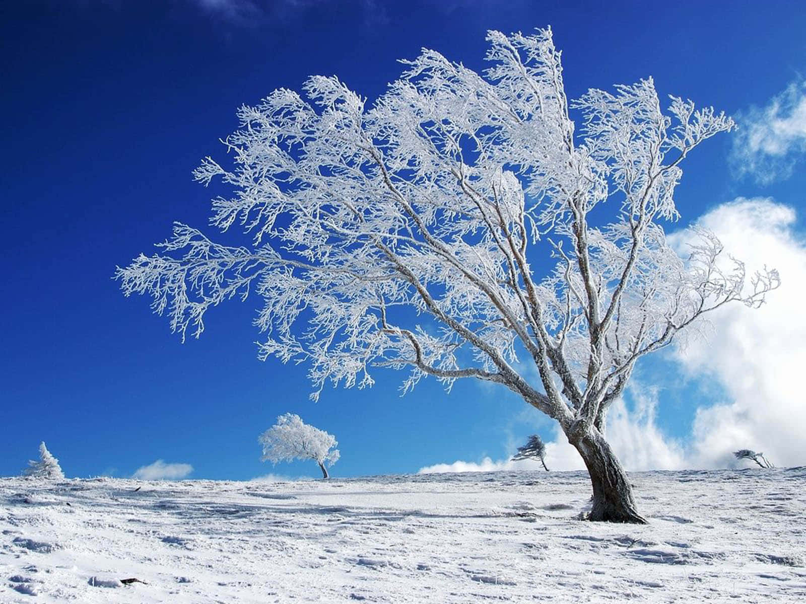 Winter Sneeu en Ys Muurpapier