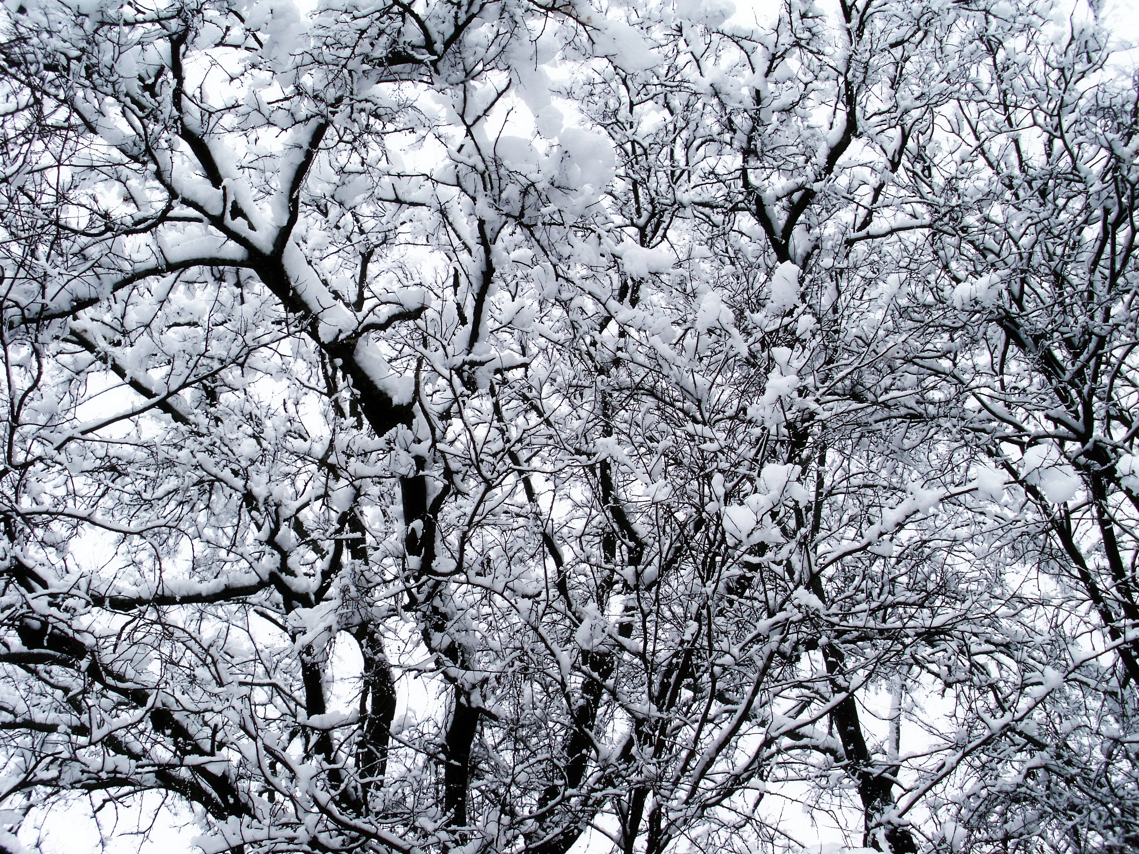 Winterbome Bedek met Sneeuw Muurpapier