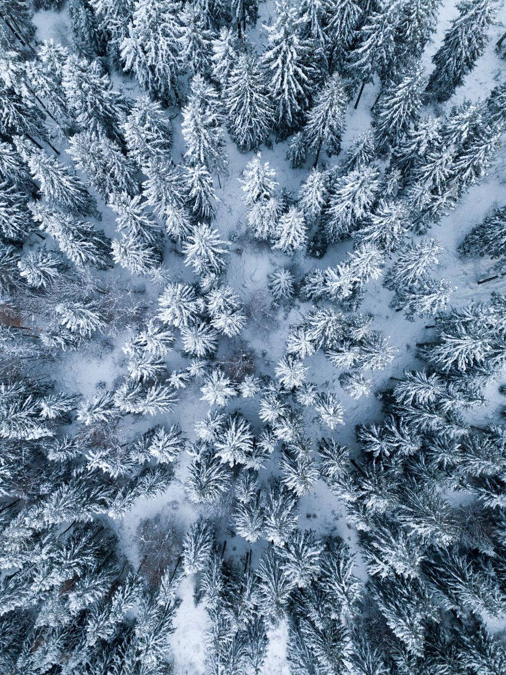 Winterdennebome iPad-vertoon Muurpapier