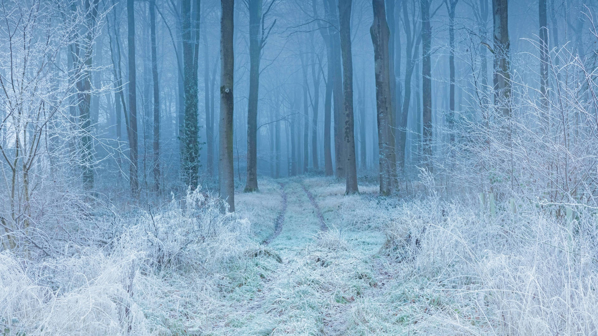 Winters Estetika Bospaadjie Muurpapier