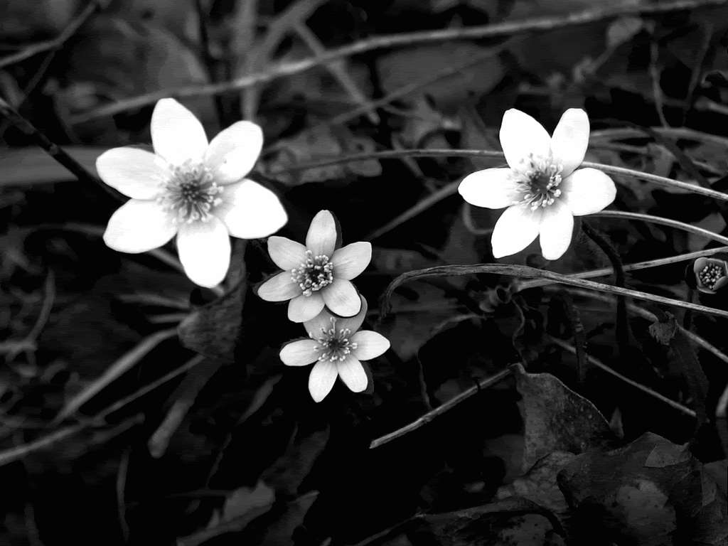 Wit Blom Monochroom Muurpapier