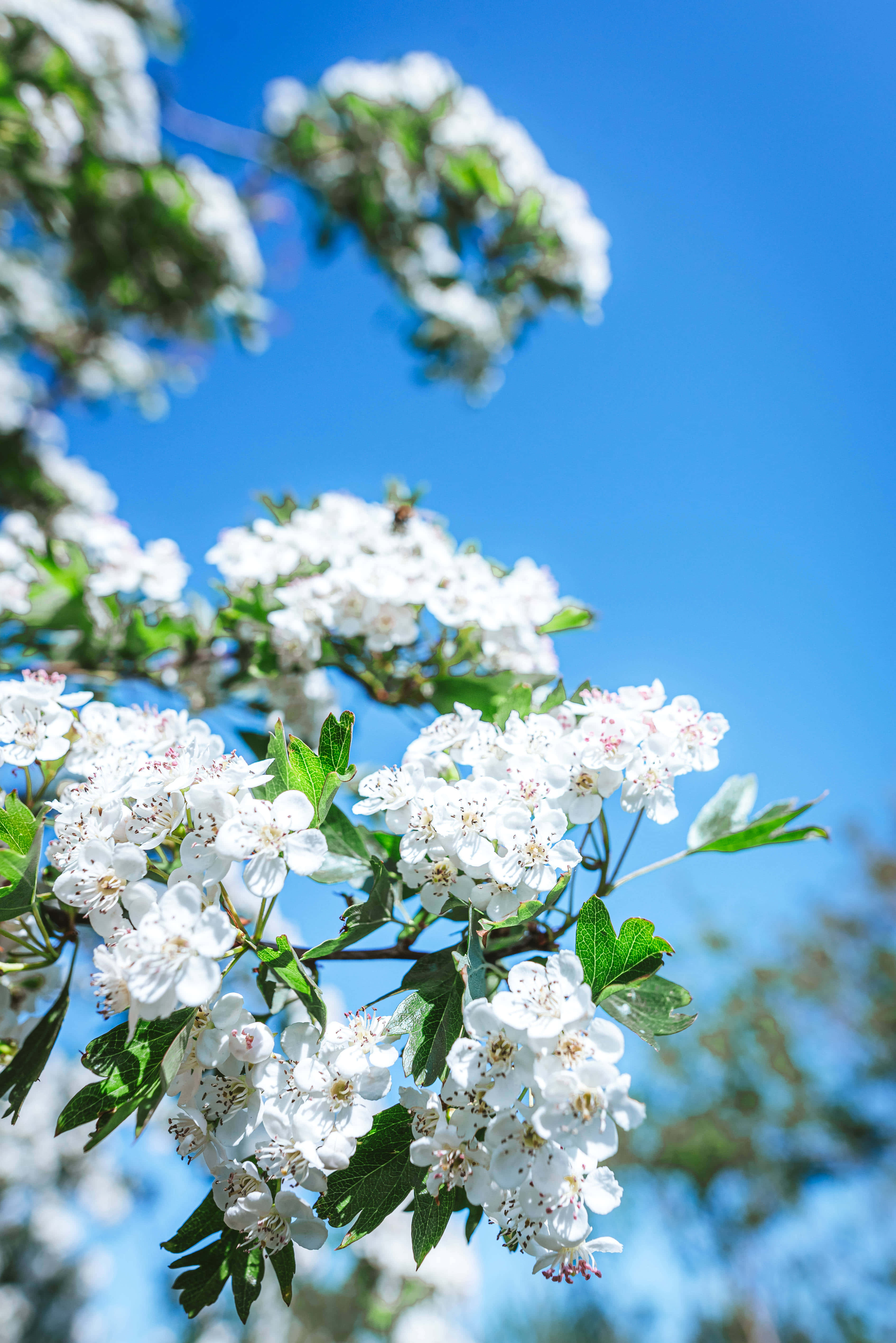 wit blomme aan 'n boom Muurpapier