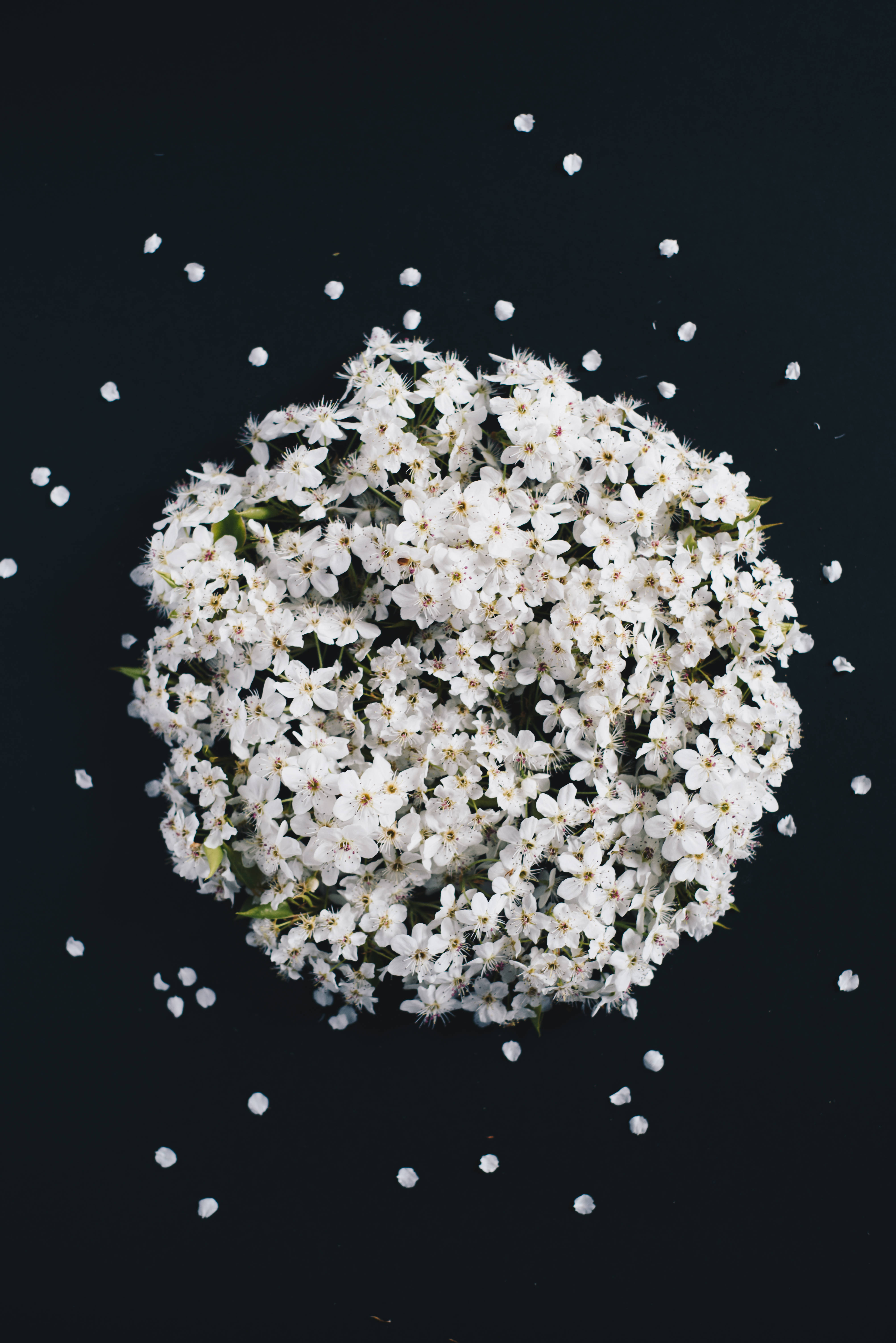 Wit Blommeruiker Donker Agtergrond Muurpapier