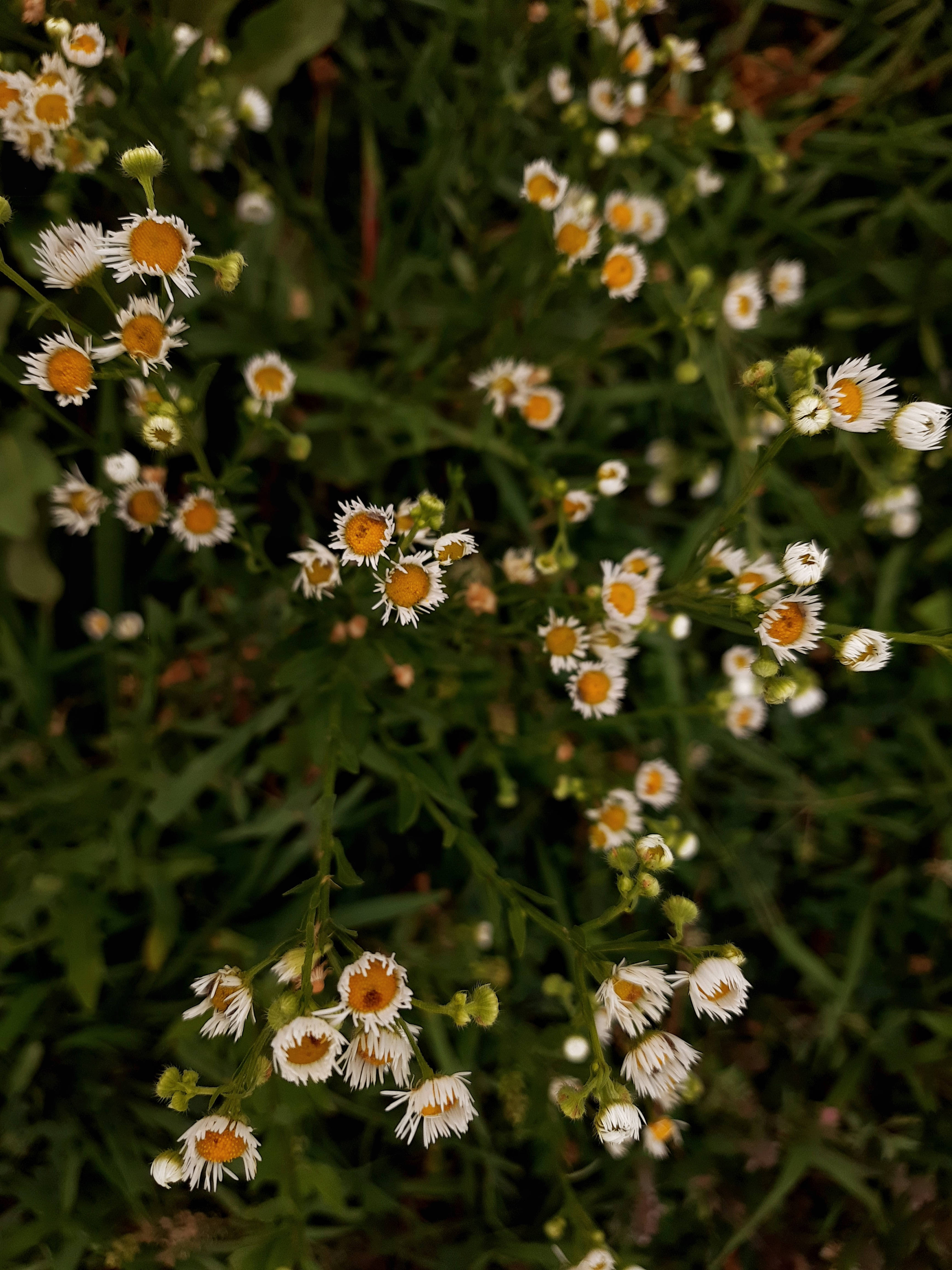 Wit Blommetjies Gras Cottagecore Estetika Muurpapier