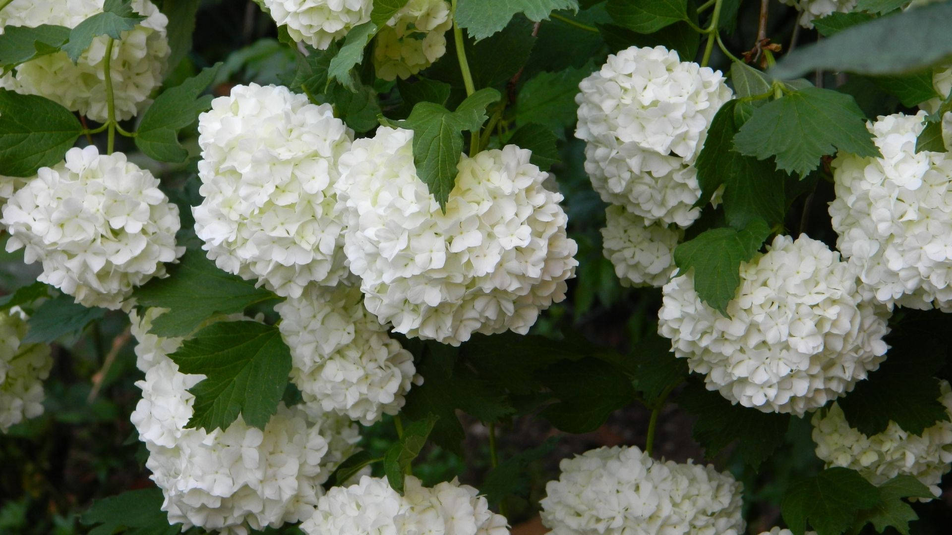 Wit Hortensia Blomme Muurpapier