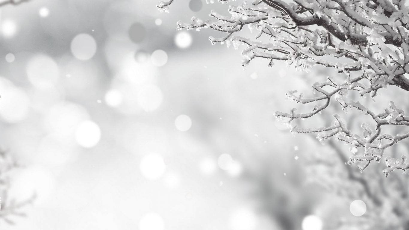 Wit Kersfees in die winter agtergrond — Kersfees GIF Muurpapier