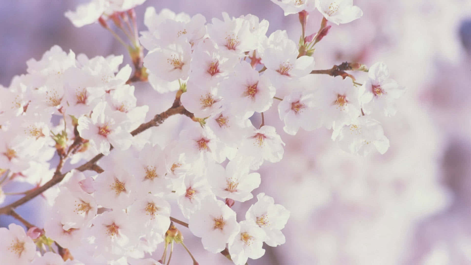 Wit Kersiebloeisels Lente Blom Agtergrond Muurpapier