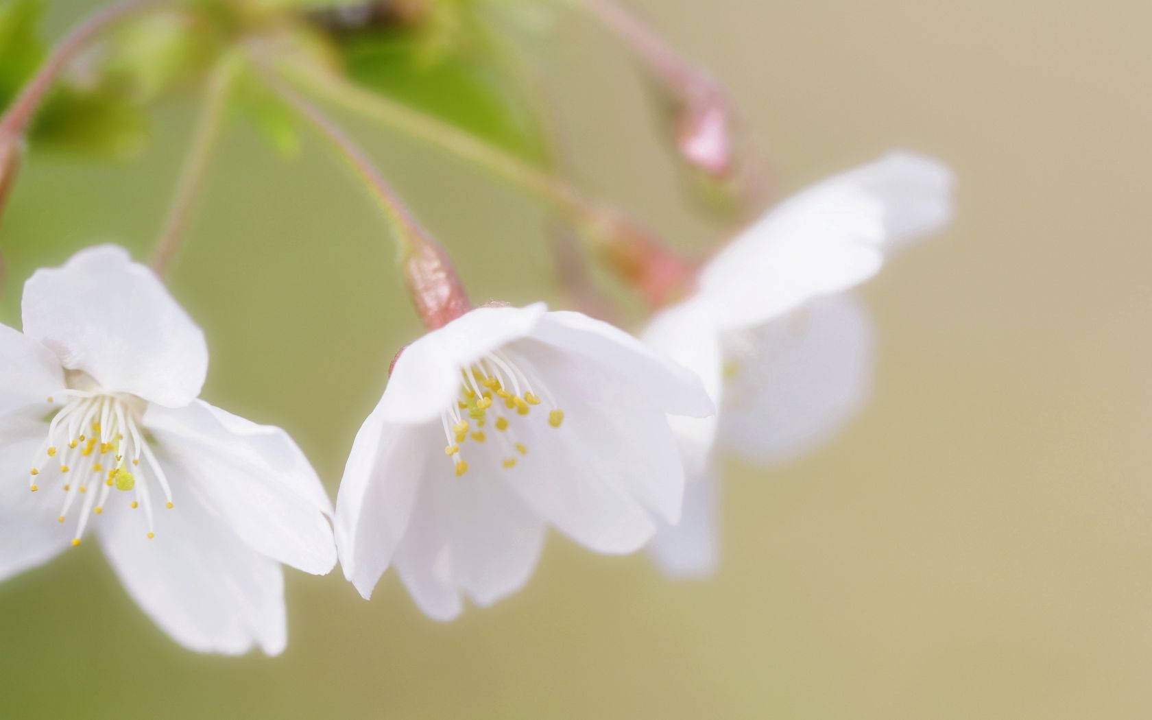 Wit Kersieblom Blomme Agtergrond — Kersiebloeisel Muurpapier
