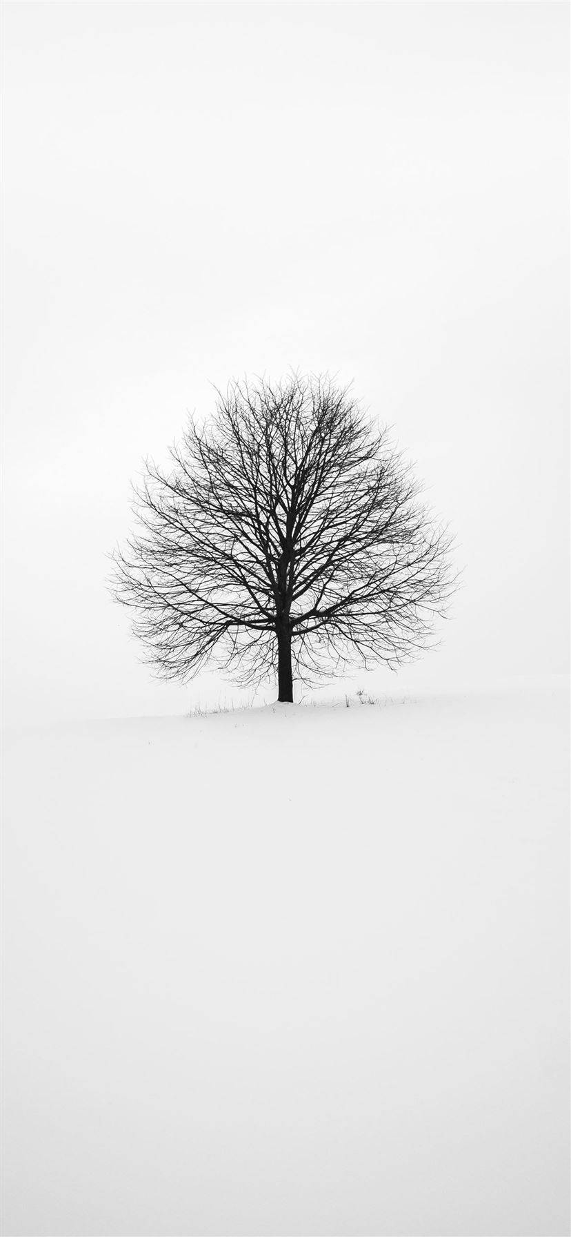 Wit Met Blaarboom iPhone Muurpapier