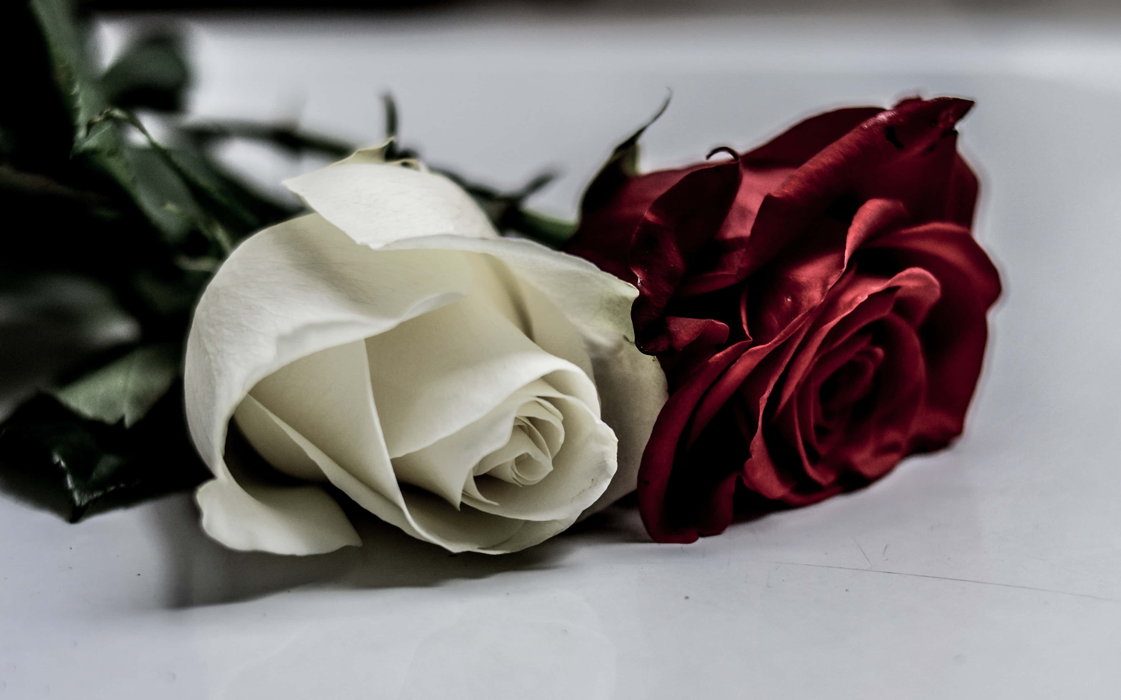 Wit oppervlak met rooi en wit rose Muurpapier