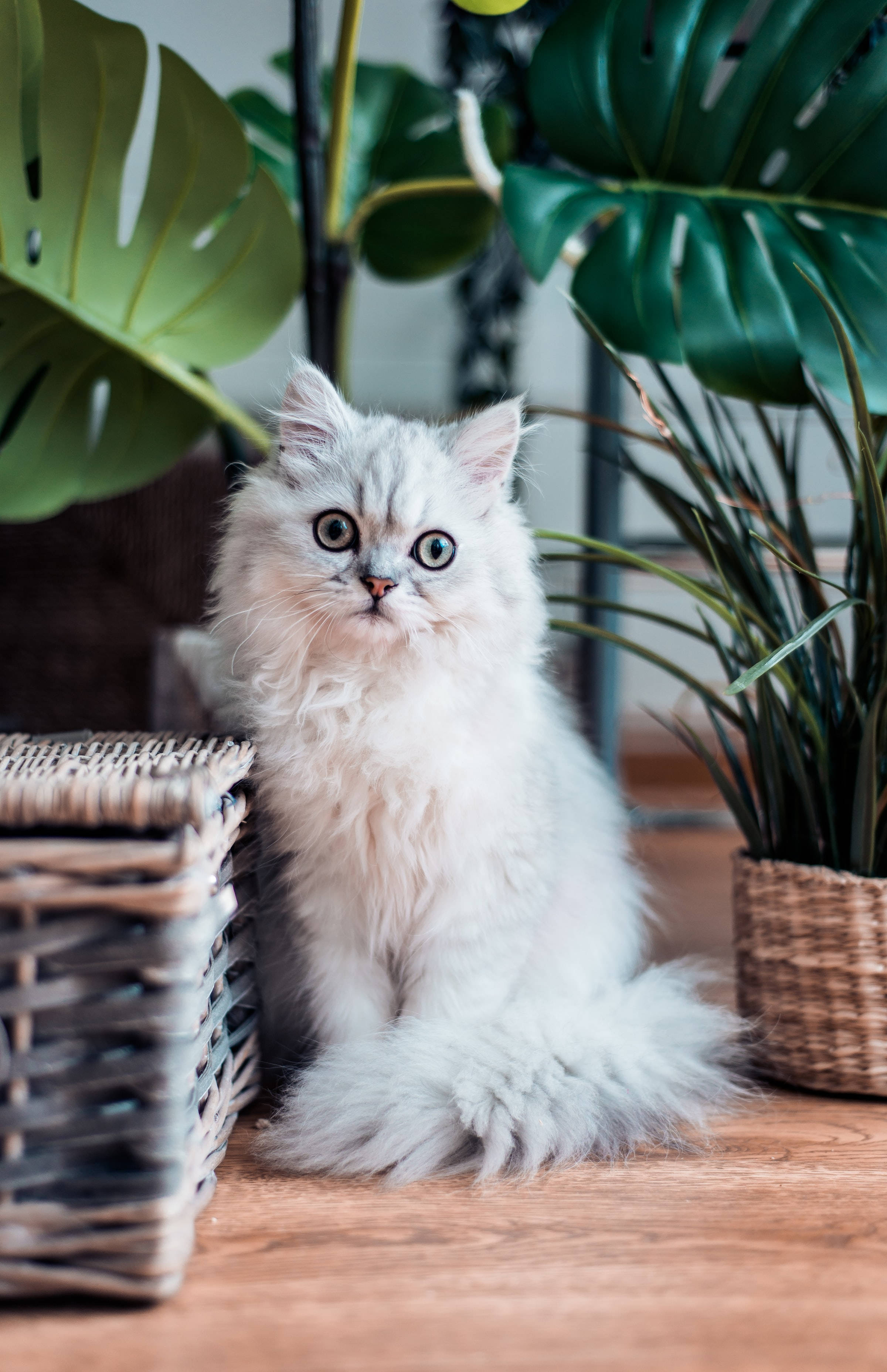 Wit Persiese Kat PFP Muurpapier