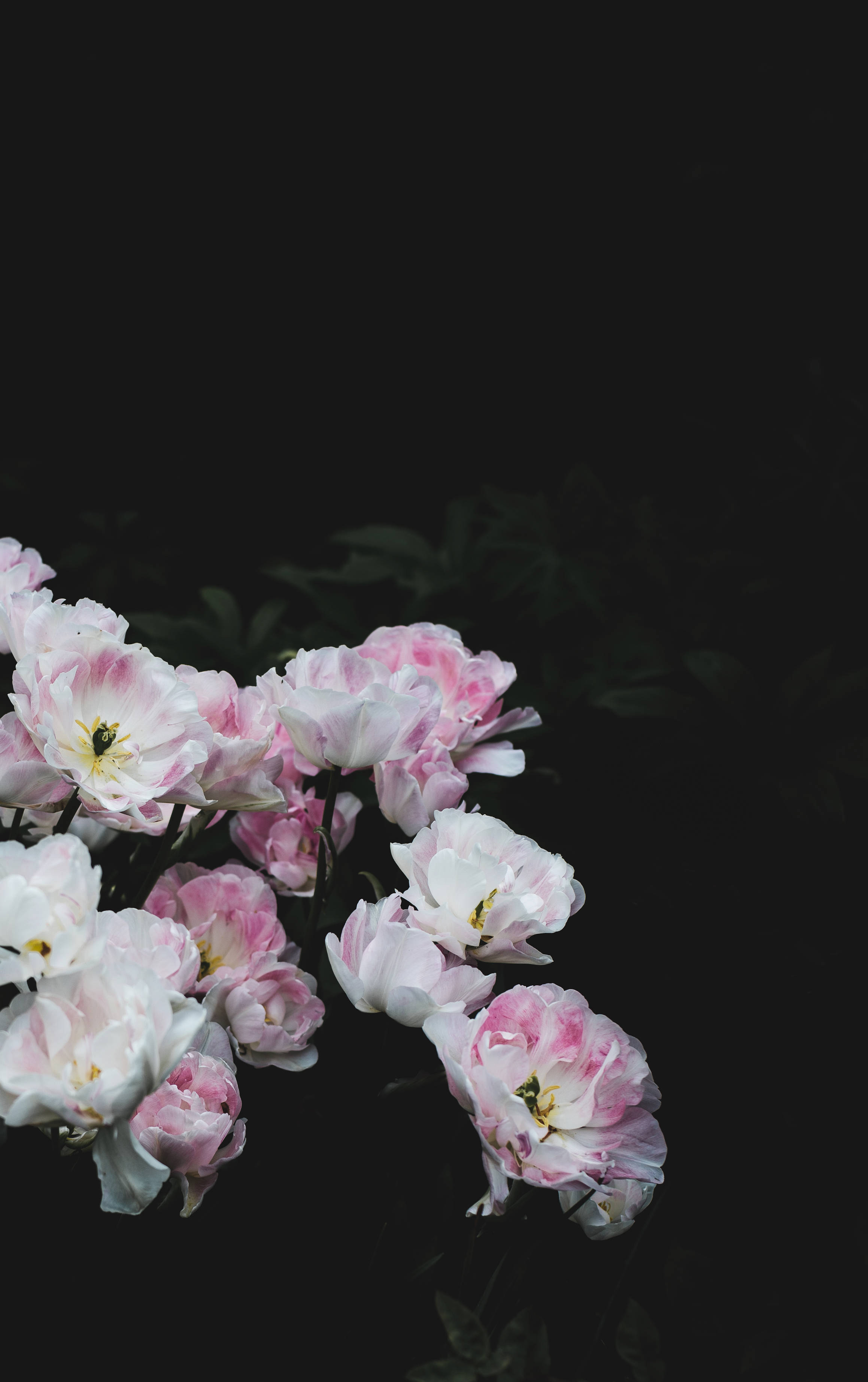 Wit Pienk Blomme op Donker Muurpapier