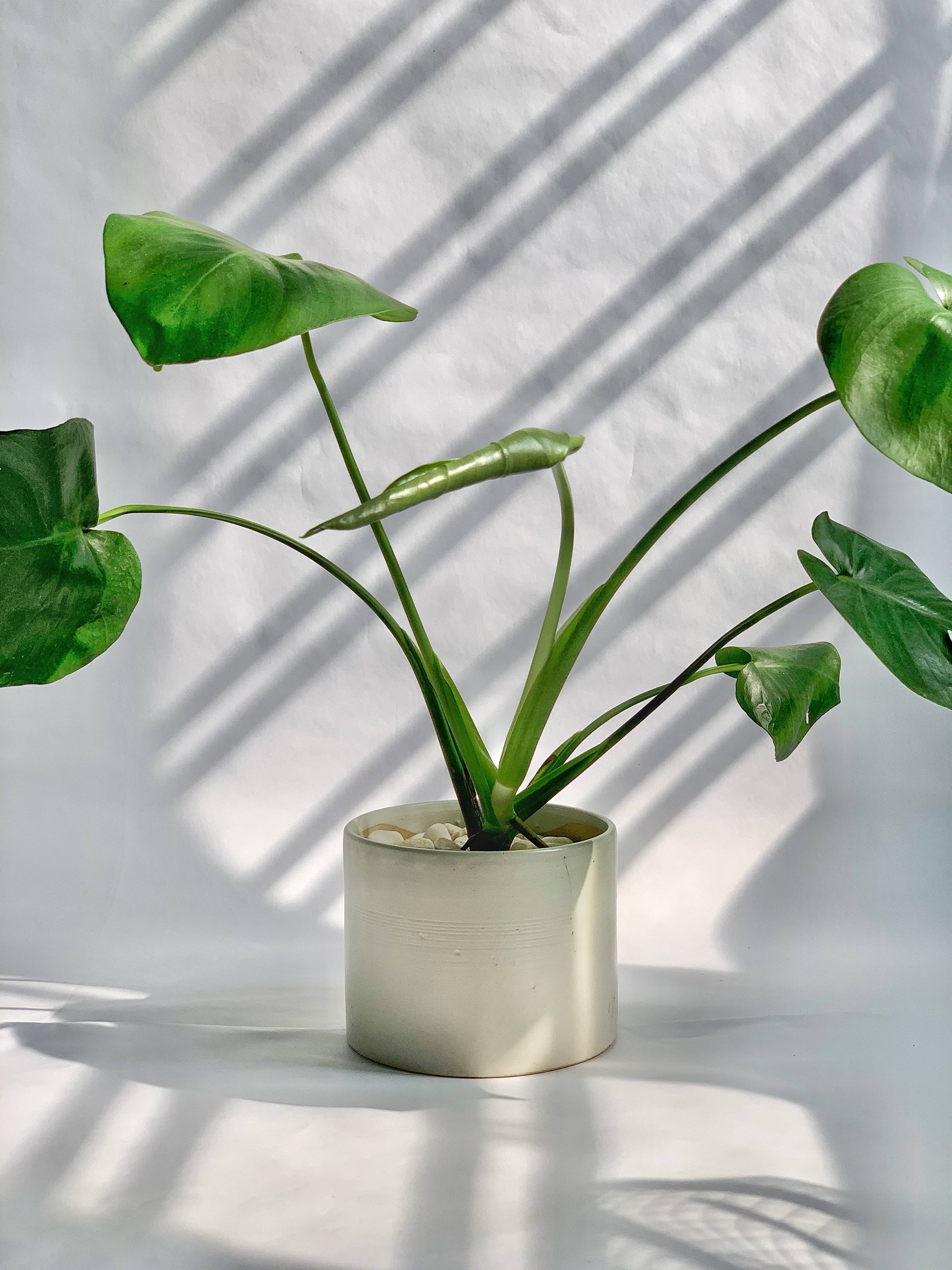 Wit Potplant Estetika Muurpapier
