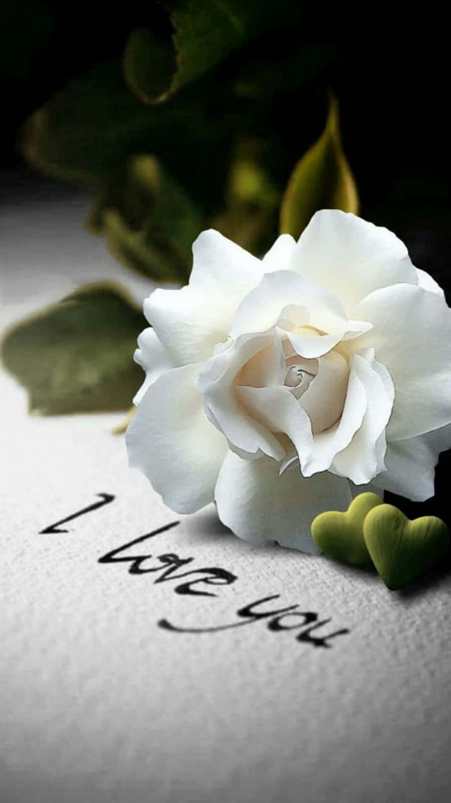 Wit Rose iPhone Ek Lief Jou Muurpapier