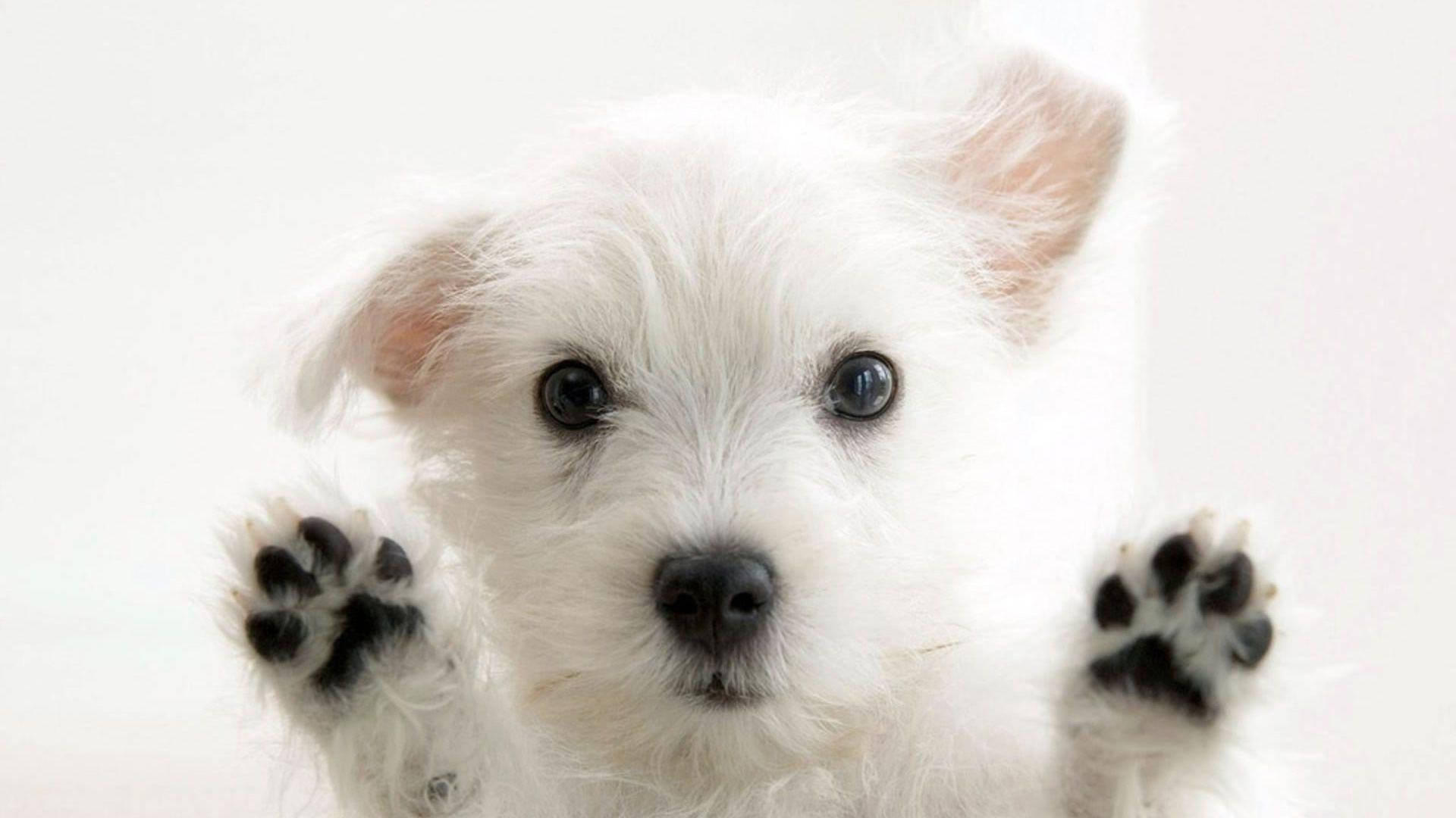Wit Terrier Hond Oulik Bydruk Muurpapier