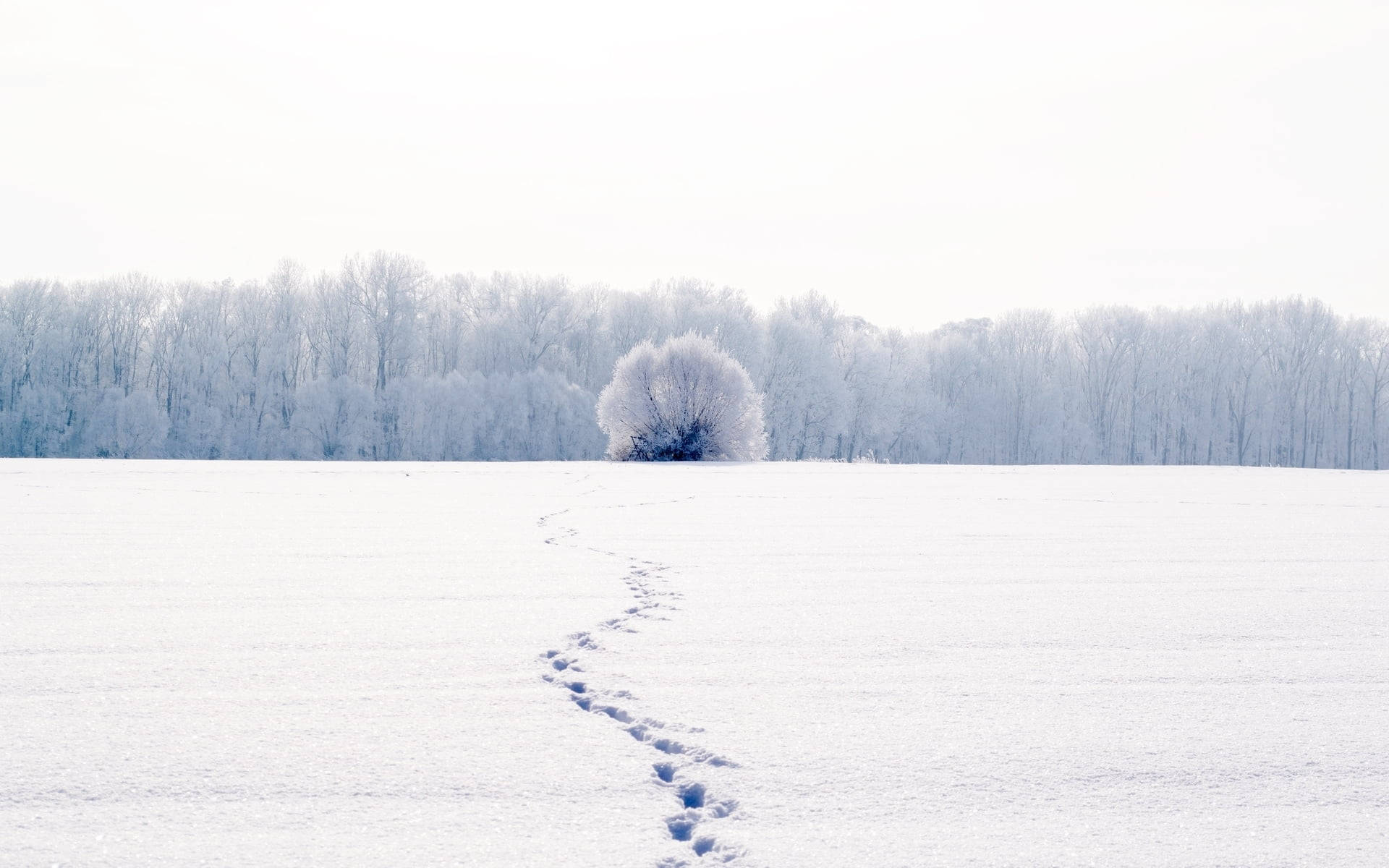 Wit Volskerm Voetspore Op Sneeuw Muurpapier