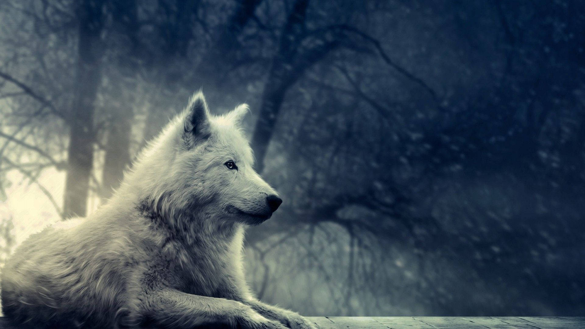 Wit Wolf Sit in Wildernis Muurpapier