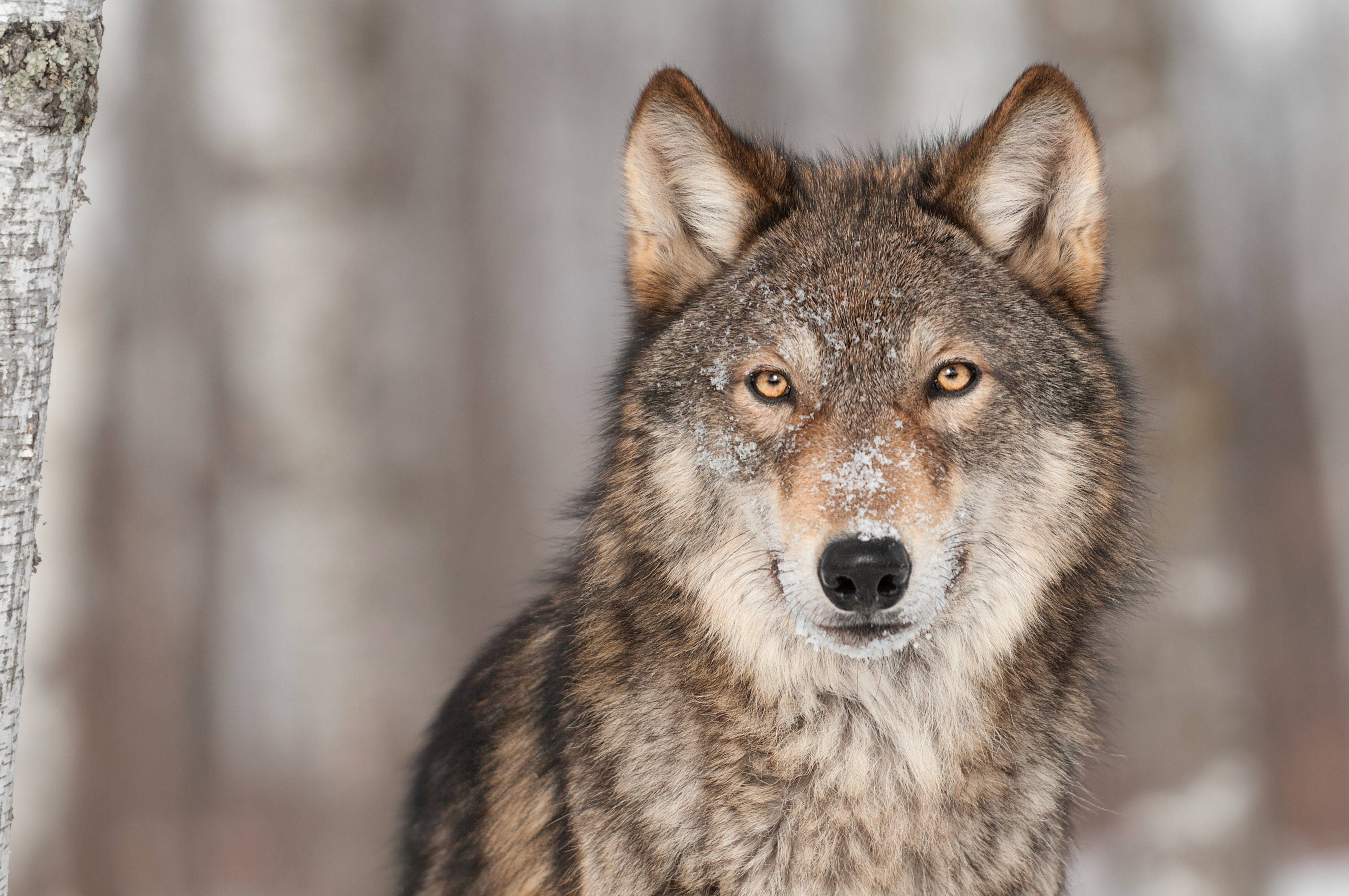 Wolf Glans Muurpapier