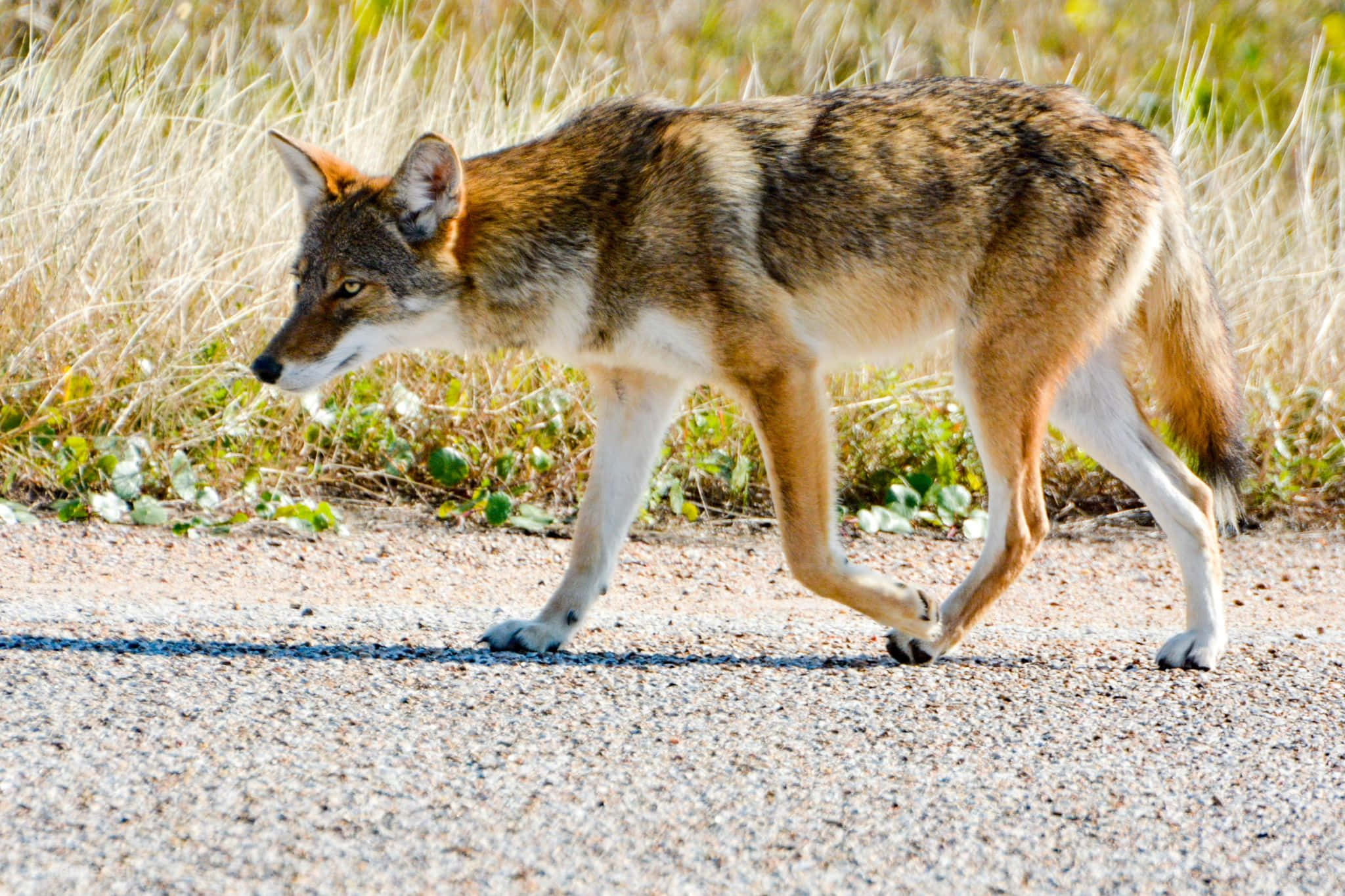 Wolf in die Natuur Muurpapier