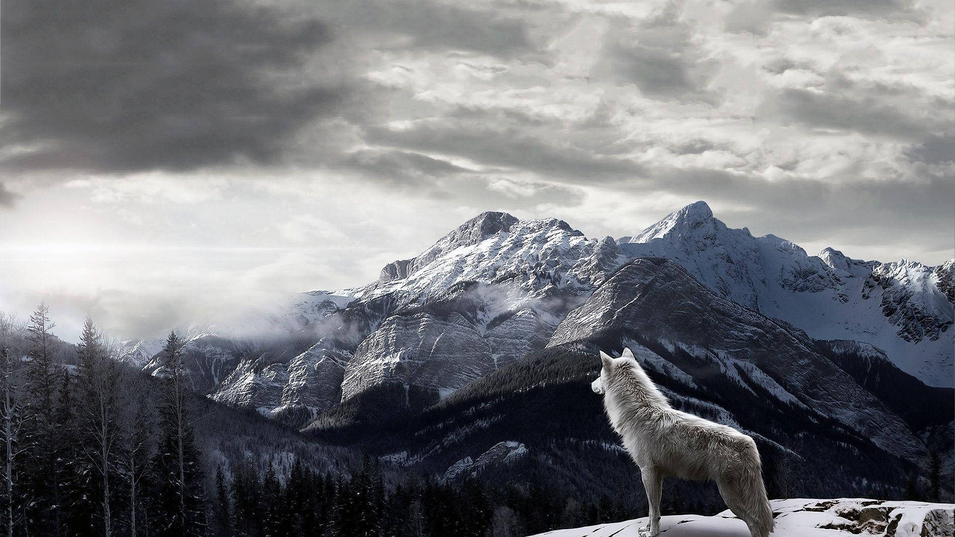Wolf met Berge Desktop Muurpapier