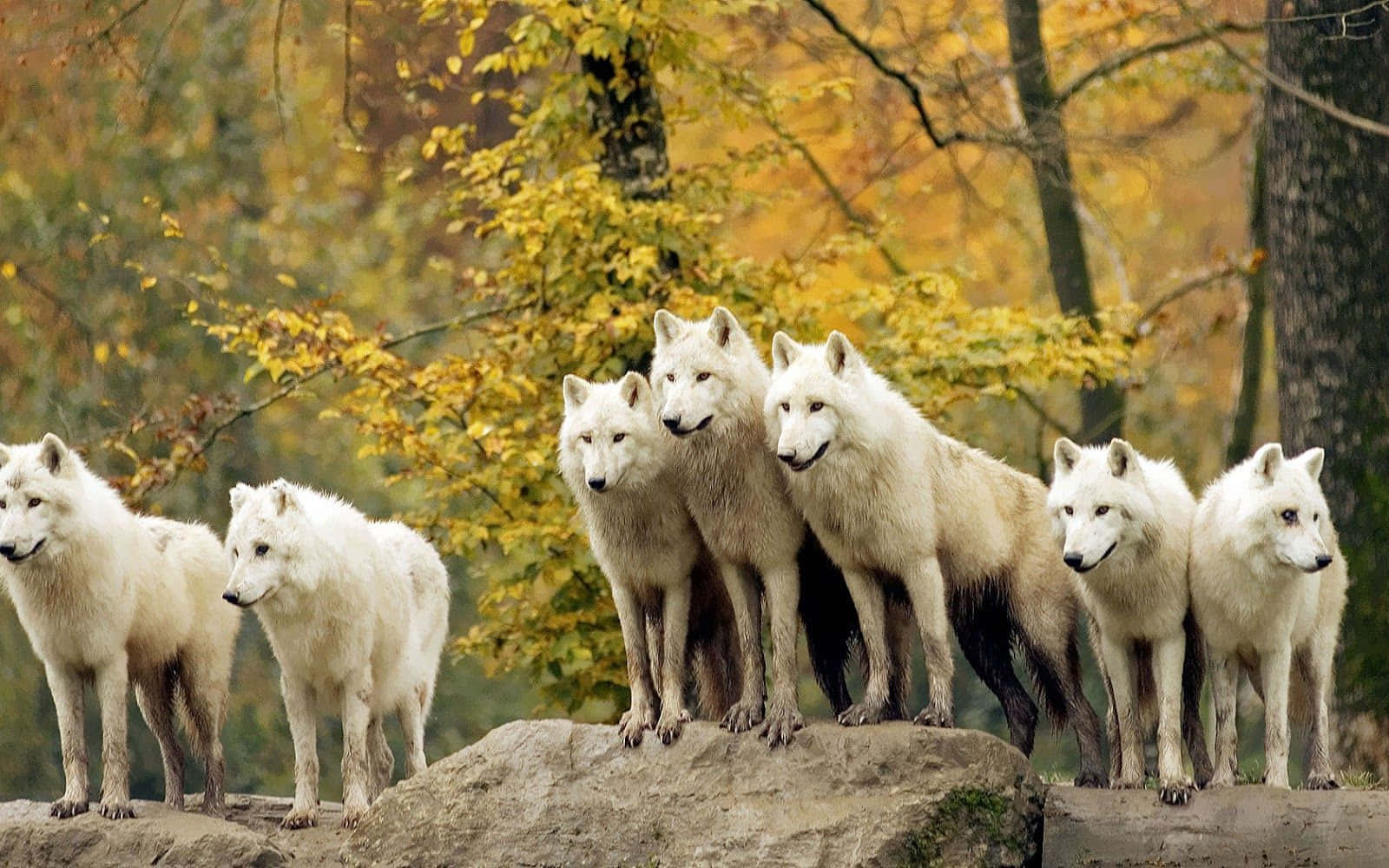 Wolf Pack in Herfsbos Muurpapier