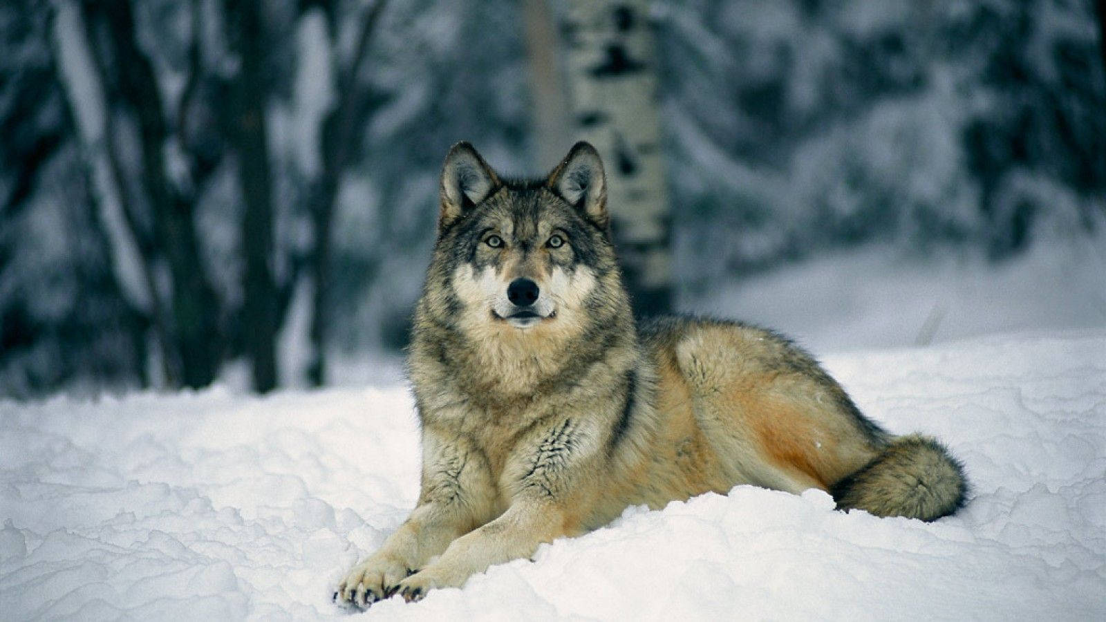 Wolf wat op Onbesproeide Sneeuw Staan Muurpapier