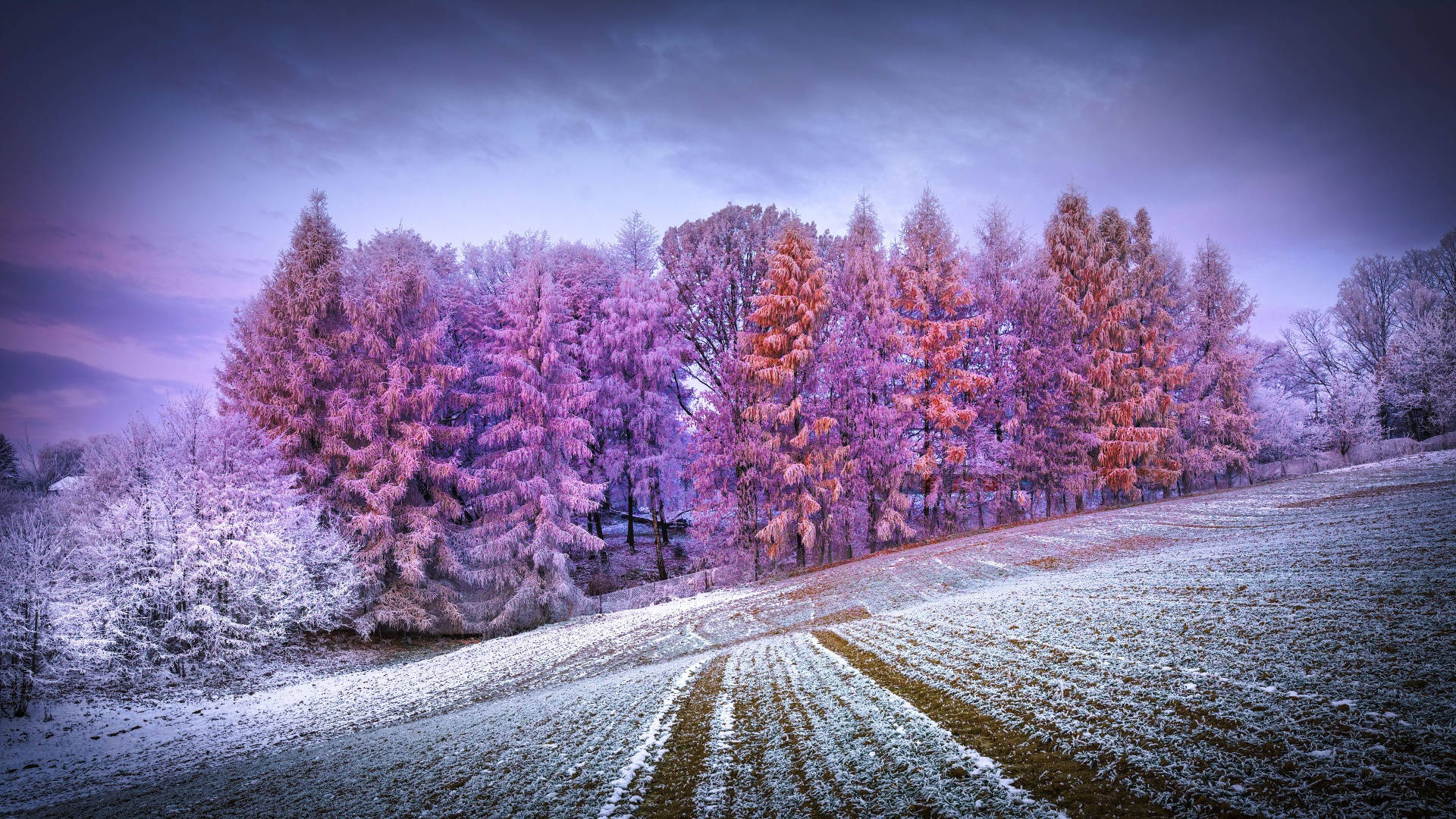 Woud met Winter-estetiek Muurpapier