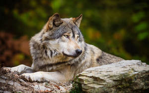 Wit en grys wolf dier foto muurpapier