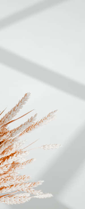 1080x2636 — Galaxy Z Vou 6 Muurpapier