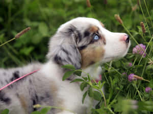 Australiese Herder-hondjies Prente