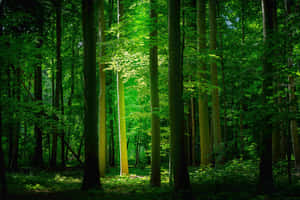 Groen Natuur-agtergrond — MacBook Pro M2 Muurpapier
