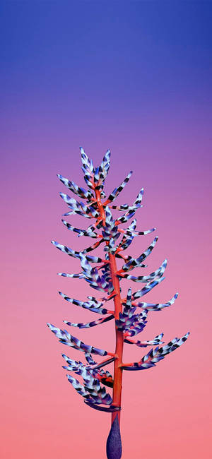 Aechmea Blom Apple — iPhone 17 Pro Muurpapier