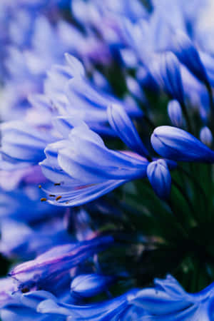 Afrikaanse Lelie Blou Blomme Foon — Huawei MatePad 11.5 (2025) Muurpapier