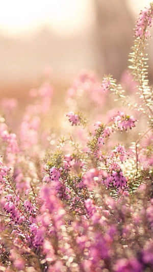 Agtergrond van Blomfoon 1080 x 1920 — Blomfoon Muurpapier