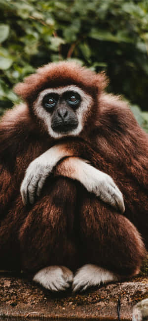 Android Gibbon Agtergrond — iPhone 14 Plus Muurpapier