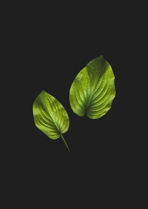 Anthurium Blaar in Swart muurpapier. — OnePlus Pad 3 Pro Muurpapier