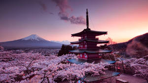 Japan Kersiebloeisel