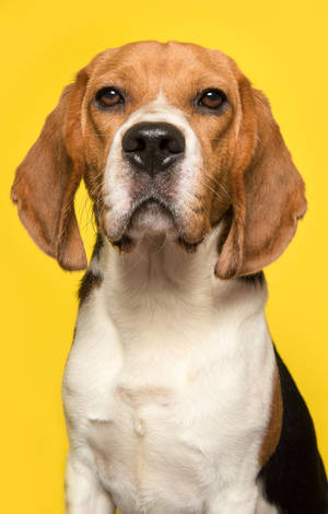 Beagle Hond Op Geel Agtergrond — Galaxy Tab S9 FE Muurpapier
