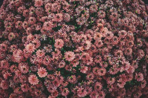 Bed van Pienk Estetiese Blomme — Estetiese Blom Muurpapier