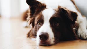 Wit en bruin harige hond wat lê, lessenaarmuuraggregrond. — Pro Display XDR Muurpapier