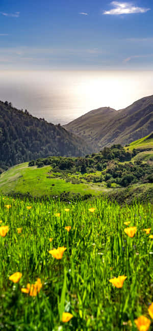 Iphone Xs California Agtergrond — Galaxy A Muurpapier