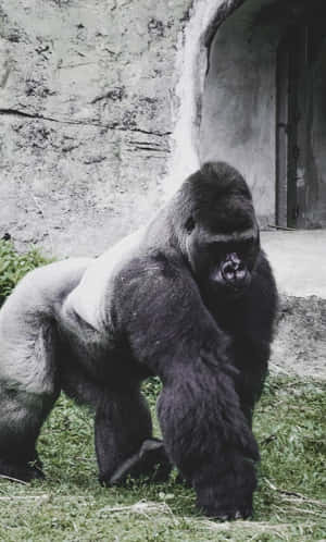 Beste Gorilla Agtergrond — Galaxy Tab A11 Muurpapier