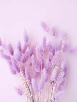 Laventel Pastelpers Estetiese Agtergrond — Lavender estetika Muurpapier