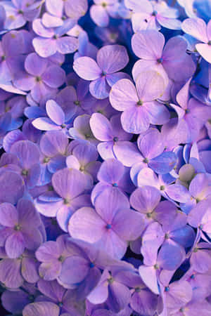 Pers Blomme Agtergrond — Xiaomi Pad 7 Ultra Muurpapier