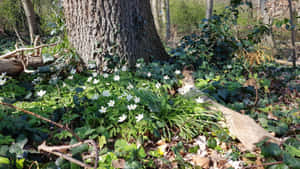 Betowerende Plattelandse Cottagecore-estetika-muurpapier met lewendige blomme en welige groen wat 'n knus huisie omhul — Cottagecore estetiek GIF Muurpapier