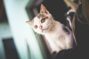 Laai Wit Kat In Haar Arms GRATIS Stockfoto — Estetiese kat Muurpapier
