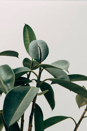 Binnenshuise Rubberboomplant-estetika — Plant Aesthetic Muurpapier
