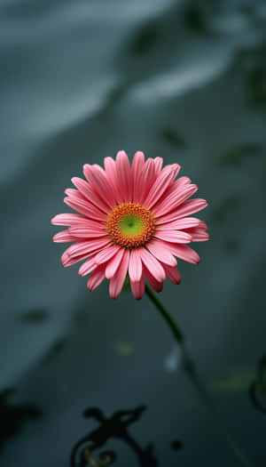 skoonheid,blom,blomme, varsheid,flora,natuurlik,lente,vars,closeup,eenvoudig,foto,plant — Bloem Muurpapier